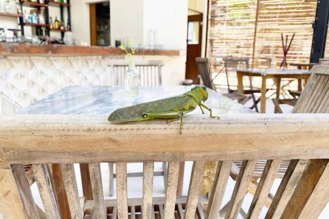 Relax Family Friendly In The In The Jungle - Pools & Cenotes Apartment *